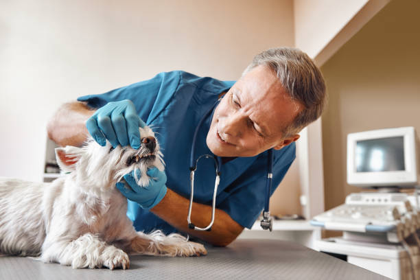 Best Emergency Denture Repair in Northport, NY